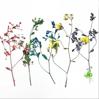 100 Szárított, Préselt Tang Songya a Szára Virágok, Növények Herbárium Ékszerek Képeslap Telefon Esetében Könyvjelző Kézműves DIY
