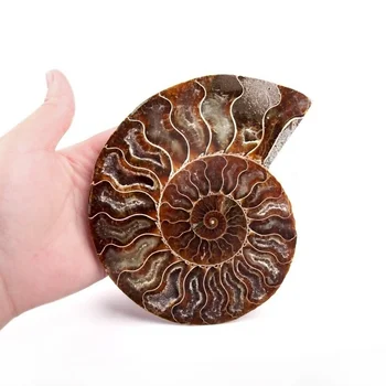300g Természetes Sectcut Ammonite példányok Fosszilis Kagyló Darab kristály dekor haza csakra kristály pont
