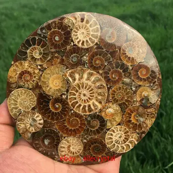 madagaszkár fosszíliák színjátszó ammonite természetes kövek, ásványok példány