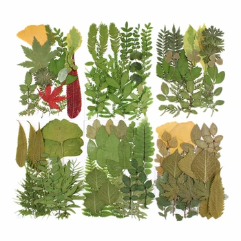 Préselt Igazi Levél Szárított Növény Választék Herbáriumi Lap DIY Gyanta Kézműves Art Ékszer Dekorációs Kellékek