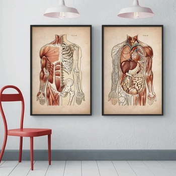 Évjárat Emberi Izmos Anatómia Orvosi Rendelő Fali Kép Csontváz Szerv Rendszer, Vászon, Print Test Oktatás Poszter